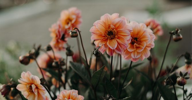 Medication Administration Demonstration